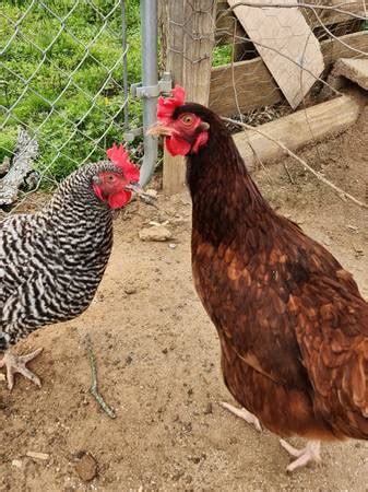 The age and breed of chickens and roosters vary from time to time, and our inventory is always changing. . Laying hens for sale in east texas